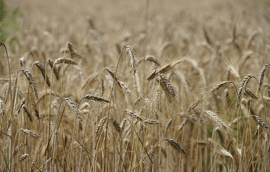 Agrifood Sector